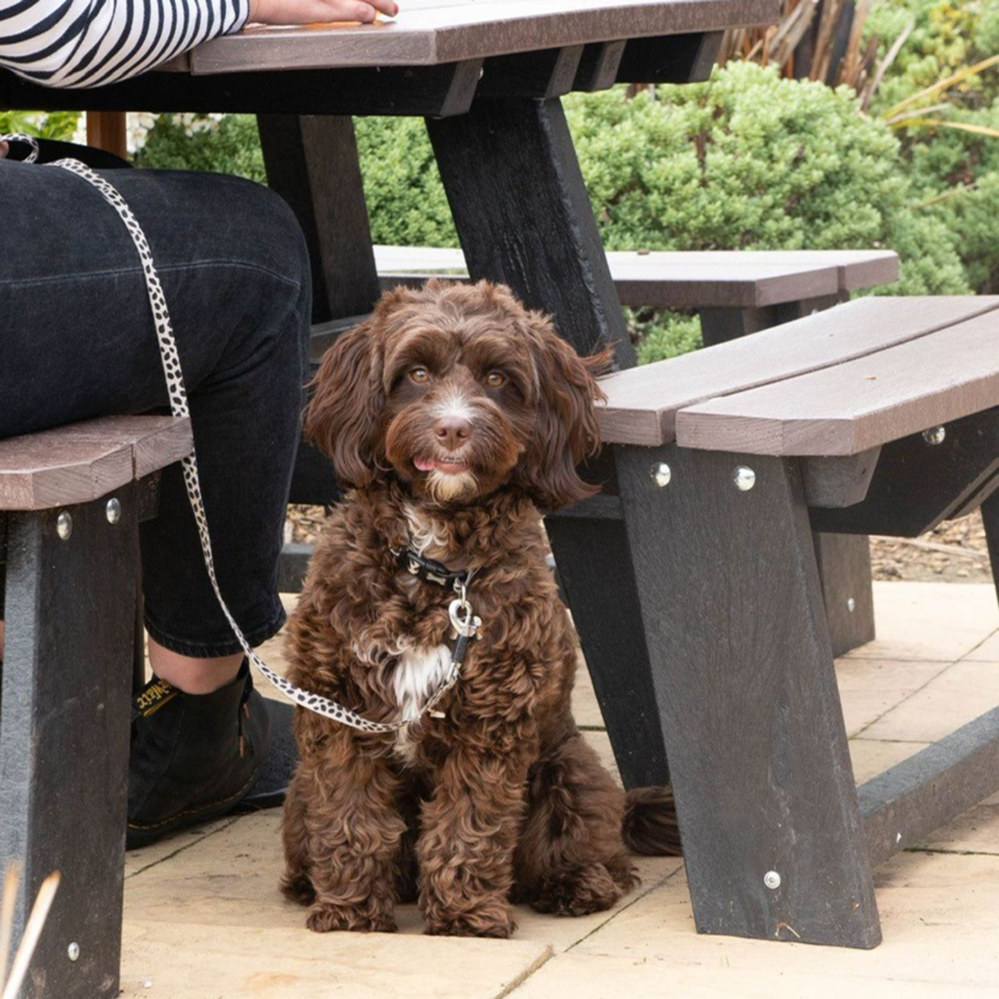 Your local dog friendly pub in Cheadle,